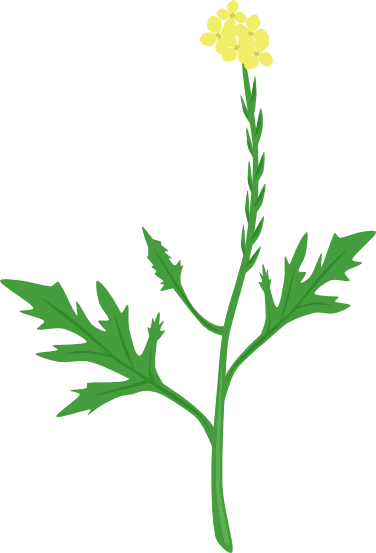Sisymbrium officinale, strižuša, trava pevača