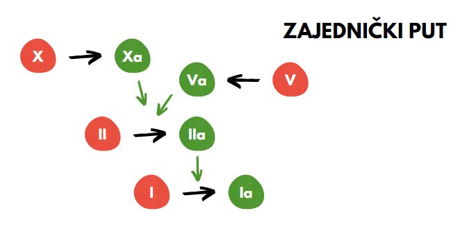zajednički put koagulacije