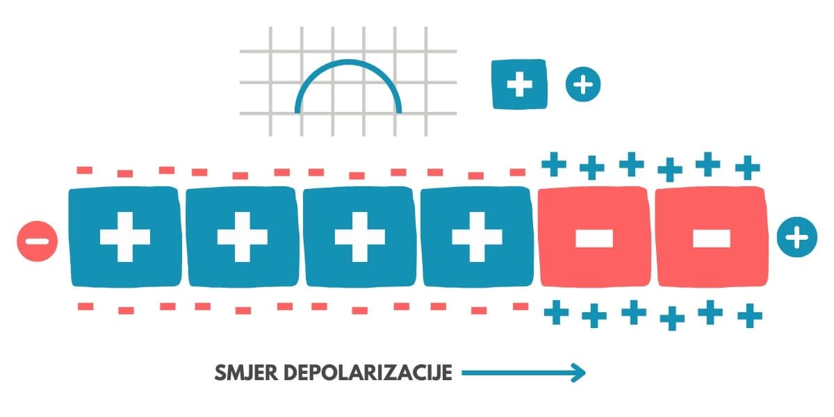 EKG, depolarizacija ćelija