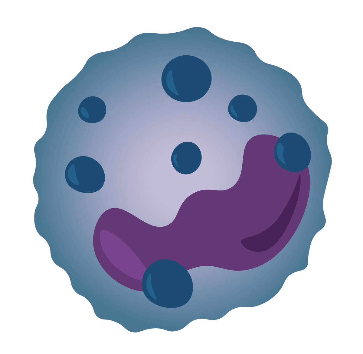 bazofilni granulocit