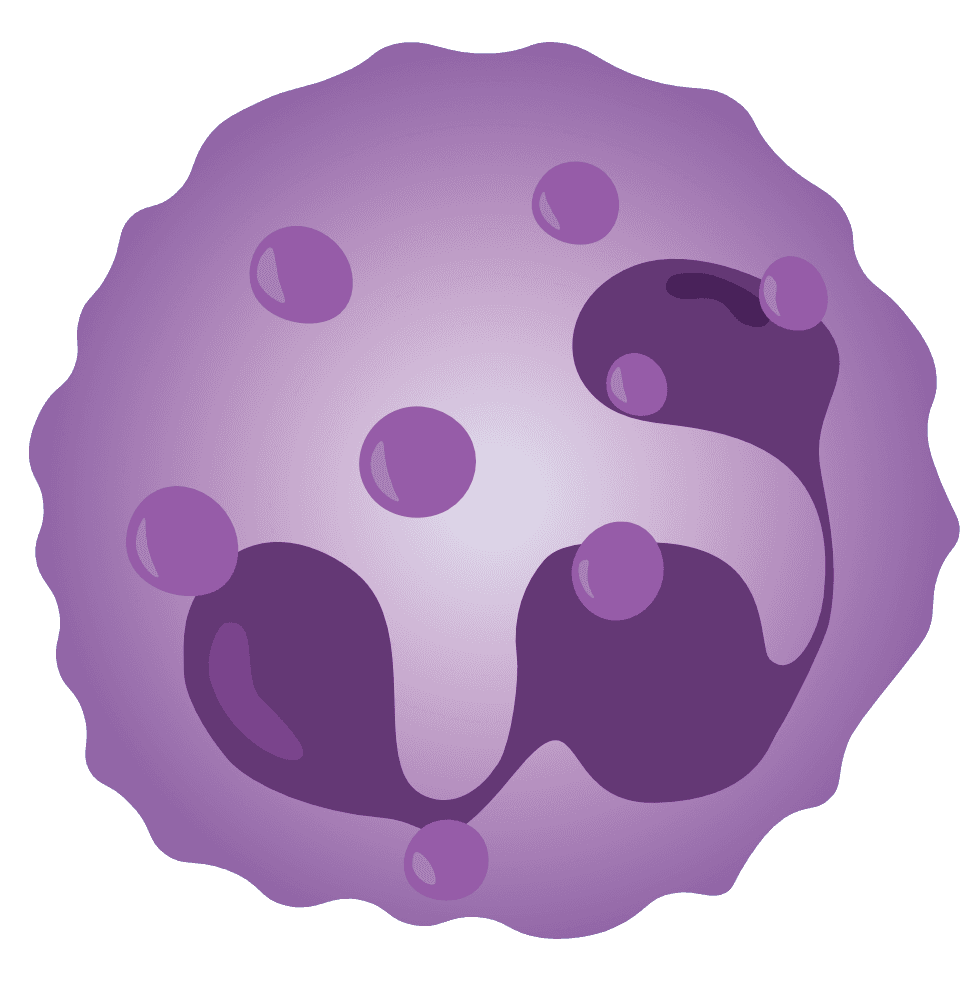neutrofilni granulocit