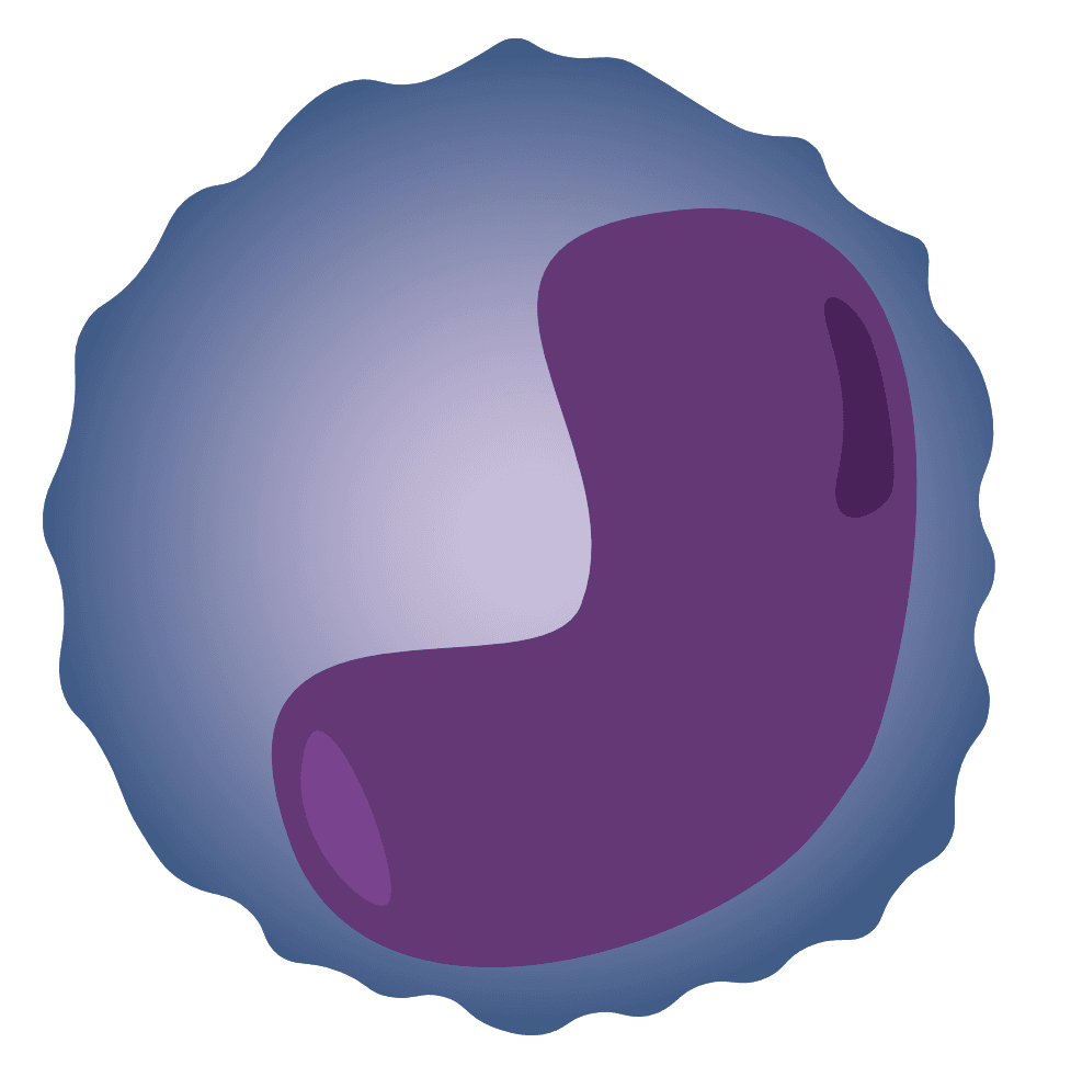 monocit