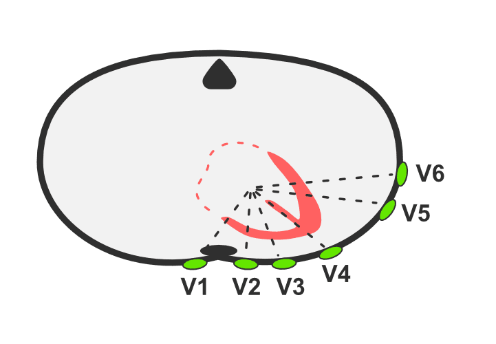 ekg: prekordijalni odvodi