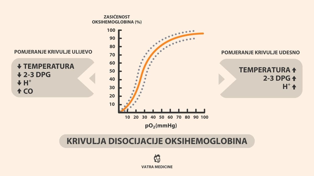 Krivulja disocijacije oksihemoglobina.